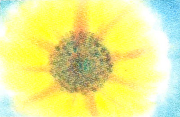 055太陽の花★★【黄/青/赤】