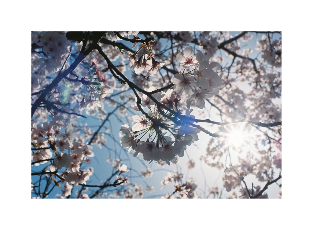 ポストカード−桜