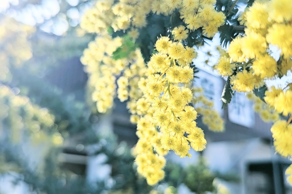 写真プリントTシャツ(ミモザ)