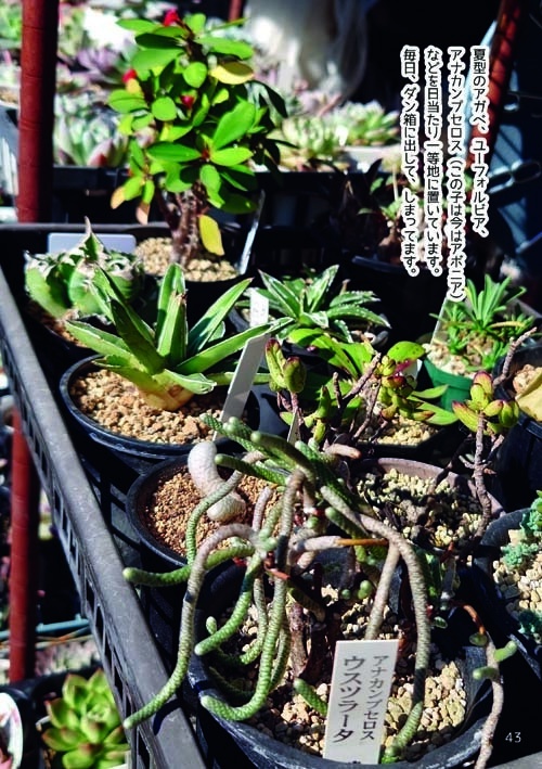 【C107新刊】多肉植物の世界へようこそ!