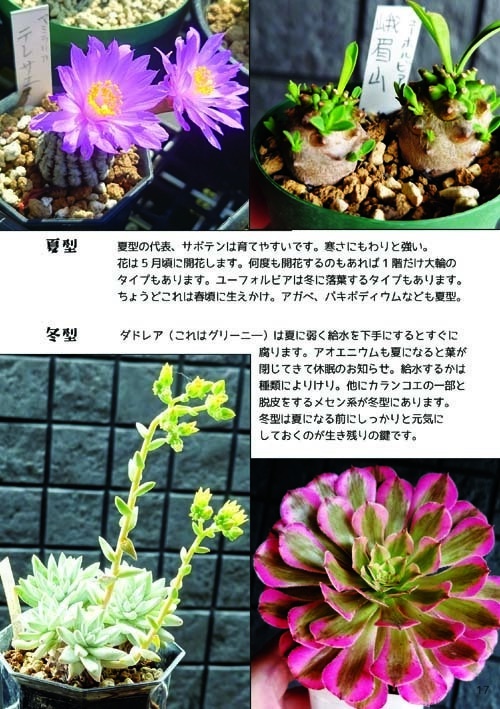 【C107新刊】多肉植物の世界へようこそ!