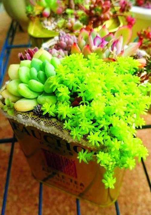 【C107新刊】多肉植物の世界へようこそ!