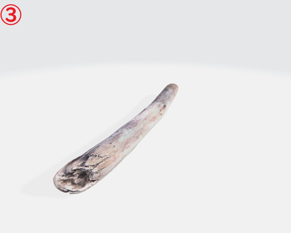 流木(3Dスキャン)