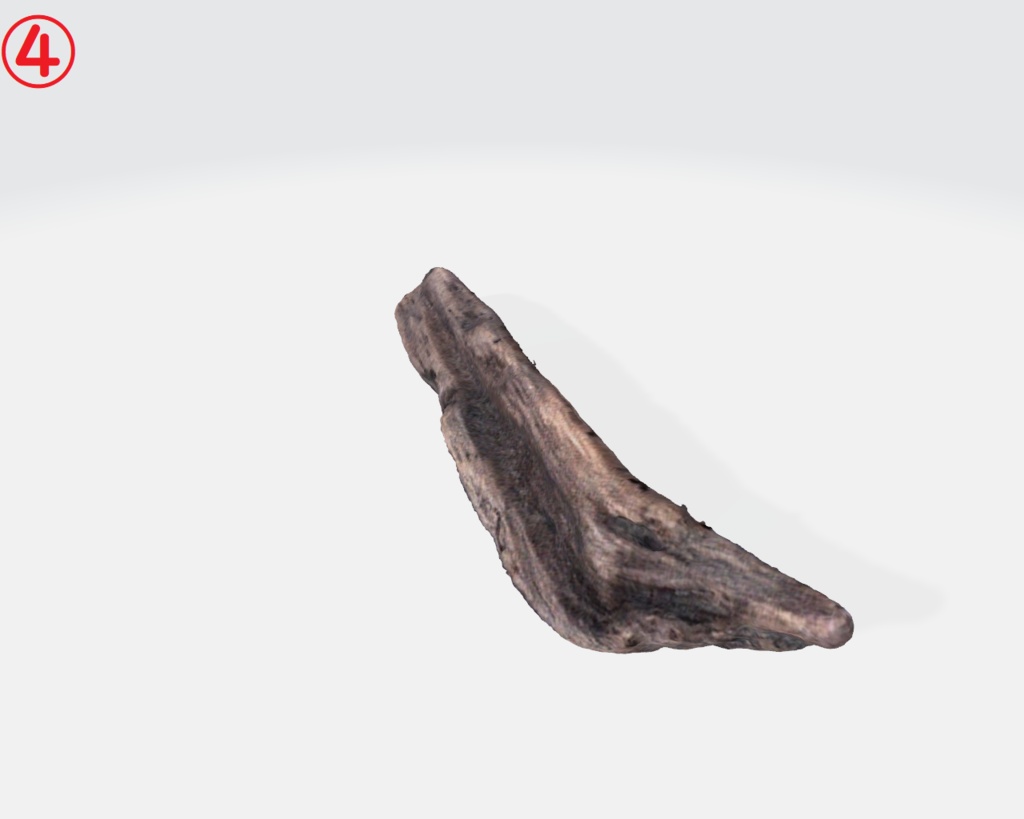 流木(3Dスキャン)