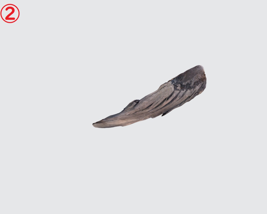 流木(3Dスキャン)