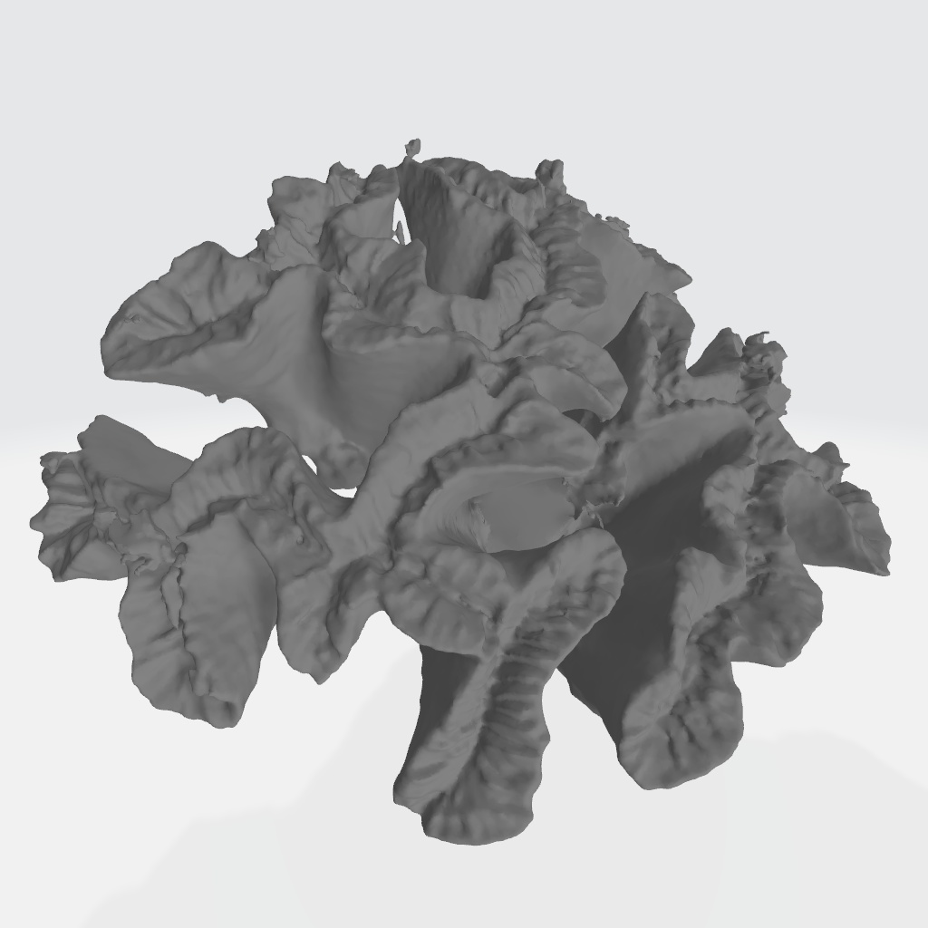 サンゴ(3Dスキャン)