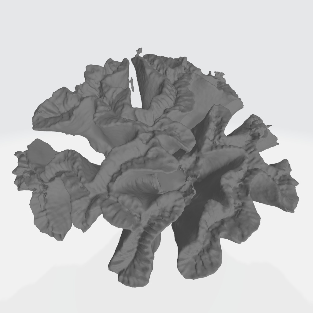 サンゴ(3Dスキャン)