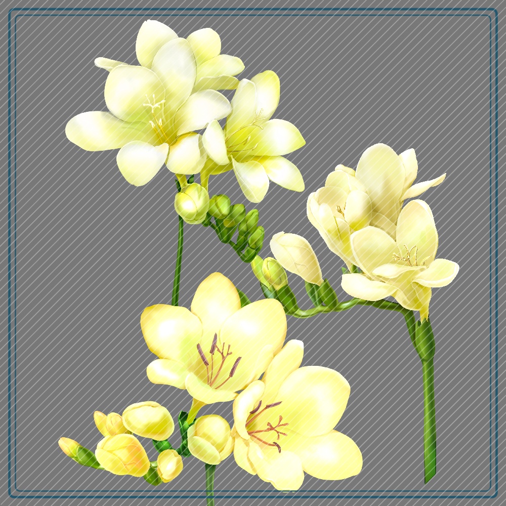 フリージアブラシ(紫追加)