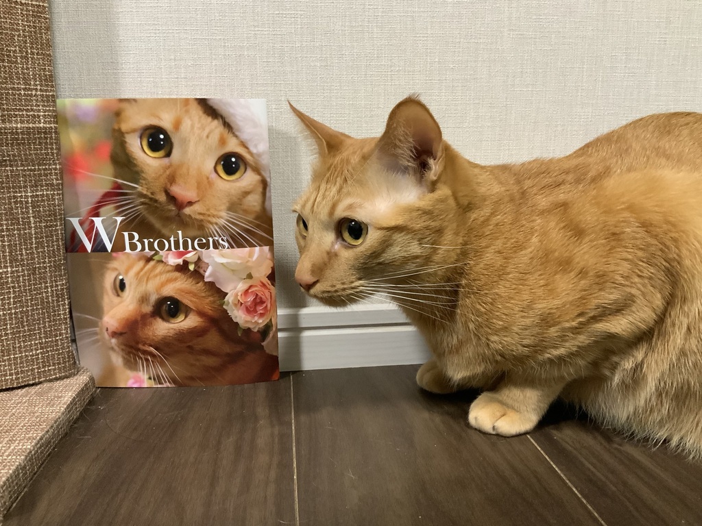 【猫のディーンとサム兄弟フォトブック】Wbrothers
