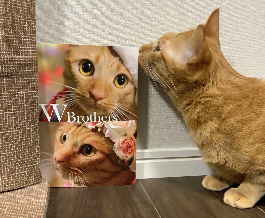 【猫のディーンとサム兄弟フォトブック】Wbrothers