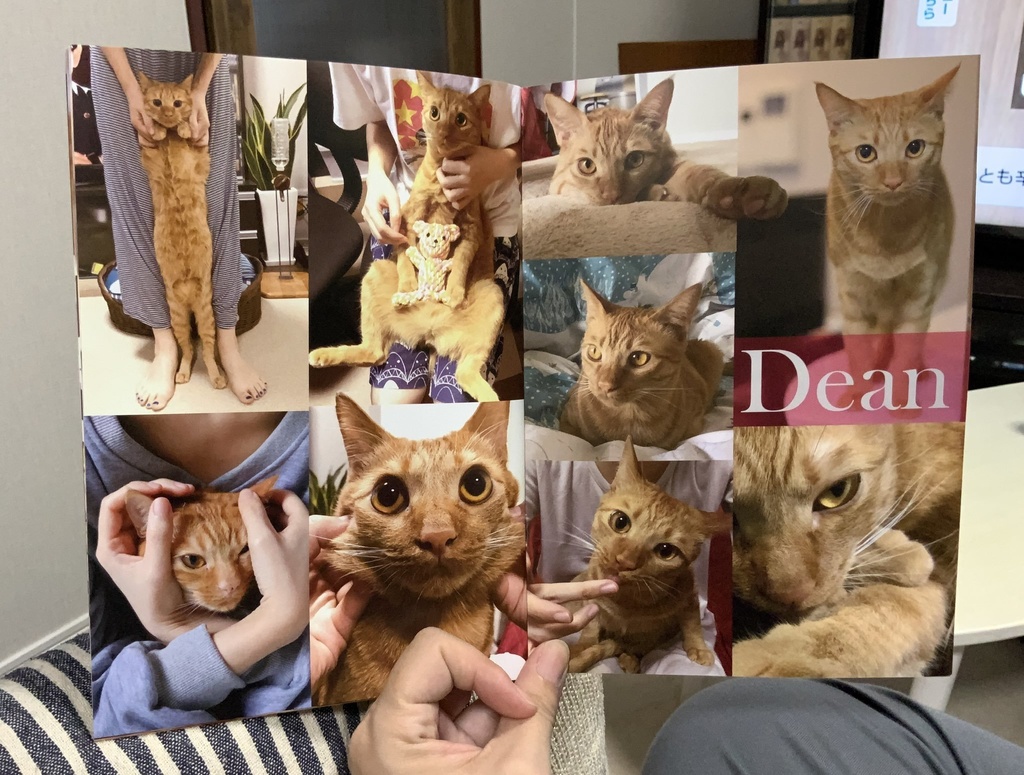 【猫のディーンとサム兄弟フォトブック】Wbrothers