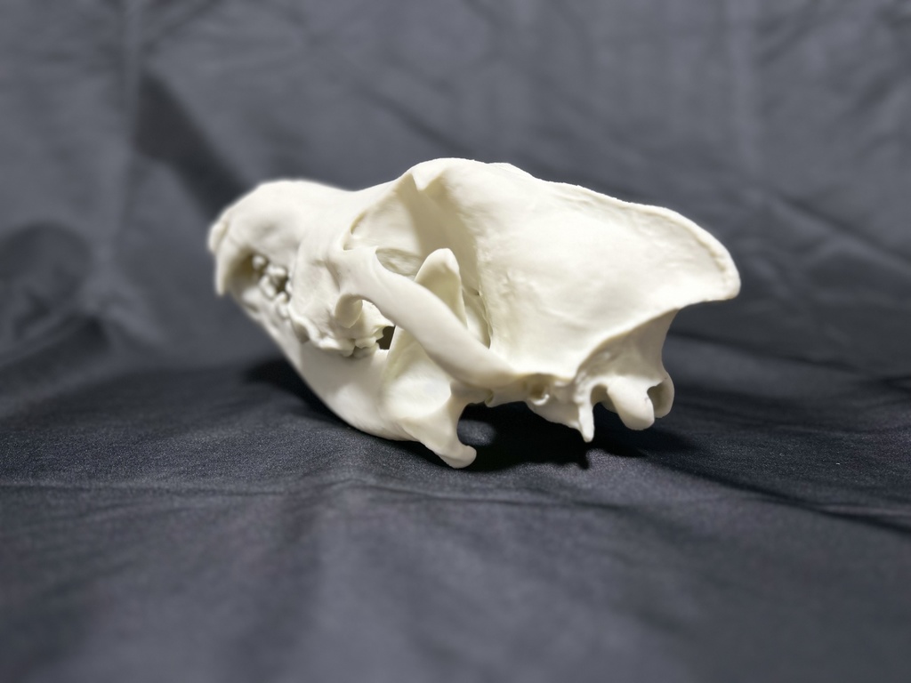 タイリクオオカミ 頭骨レプリカ