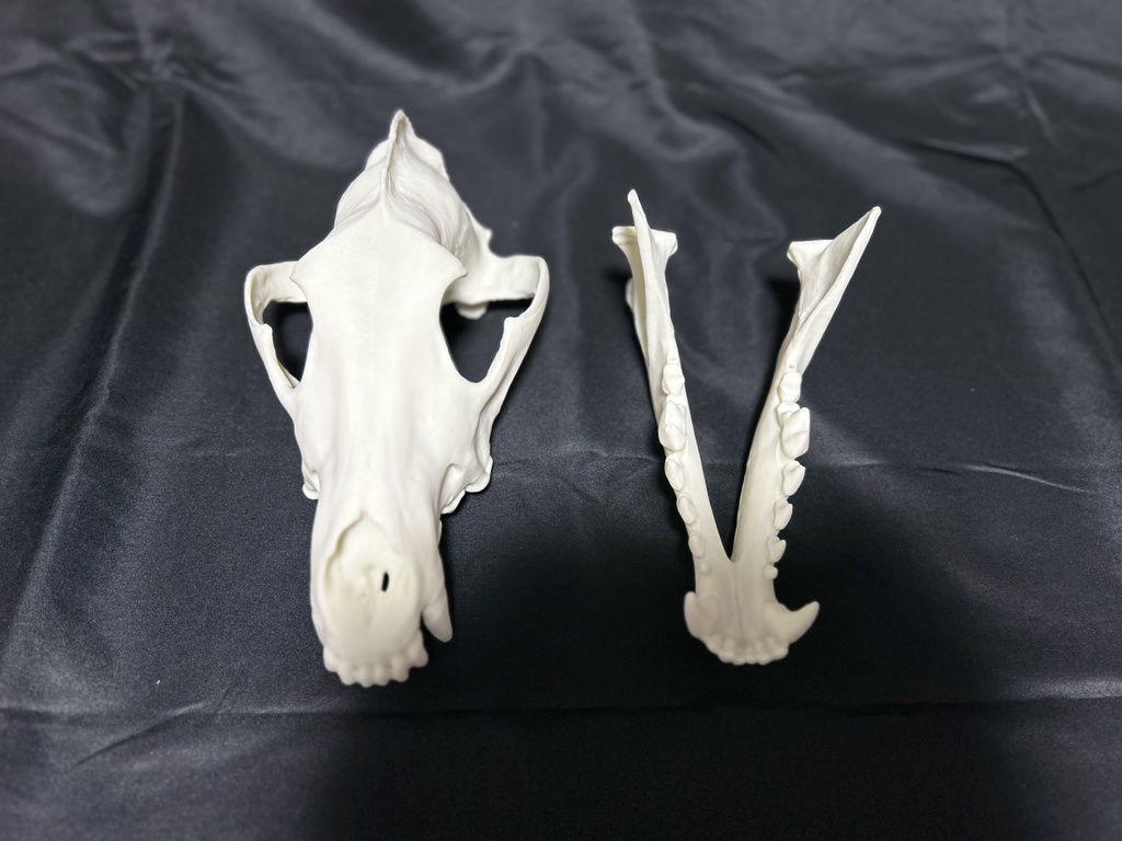 タイリクオオカミ 頭骨レプリカ