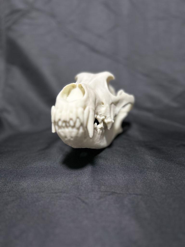 タイリクオオカミ 頭骨レプリカ