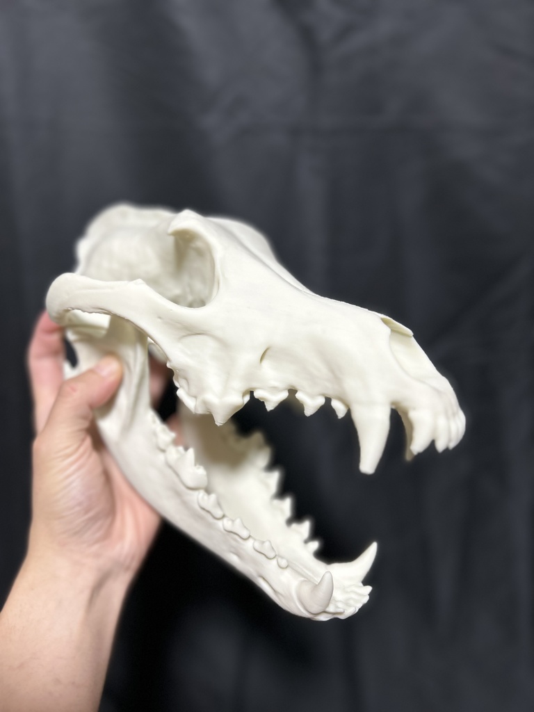 タイリクオオカミ 頭骨レプリカ