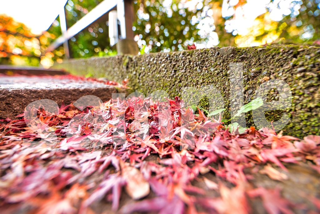 秋の京都 写真素材25枚セット 商用利用可