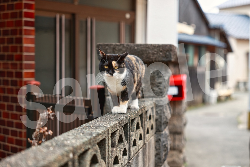 猫の写真57枚セット 商用利用可