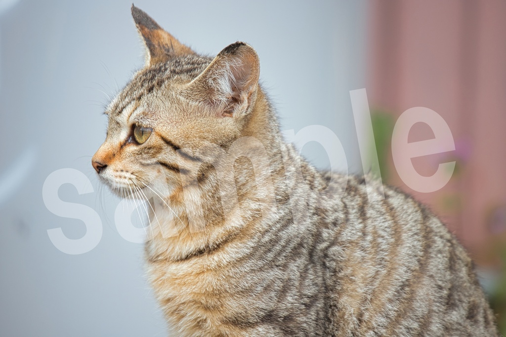 猫の写真57枚セット 商用利用可