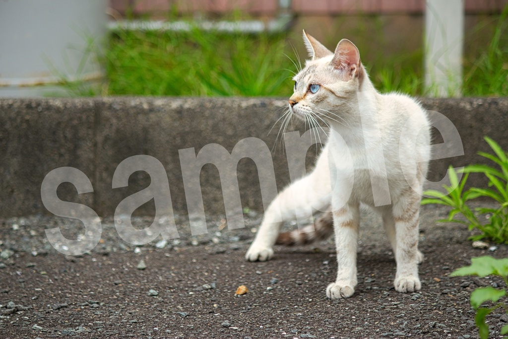 猫の写真57枚セット 商用利用可
