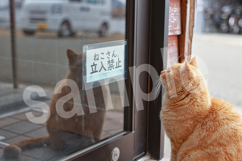 猫の写真57枚セット 商用利用可