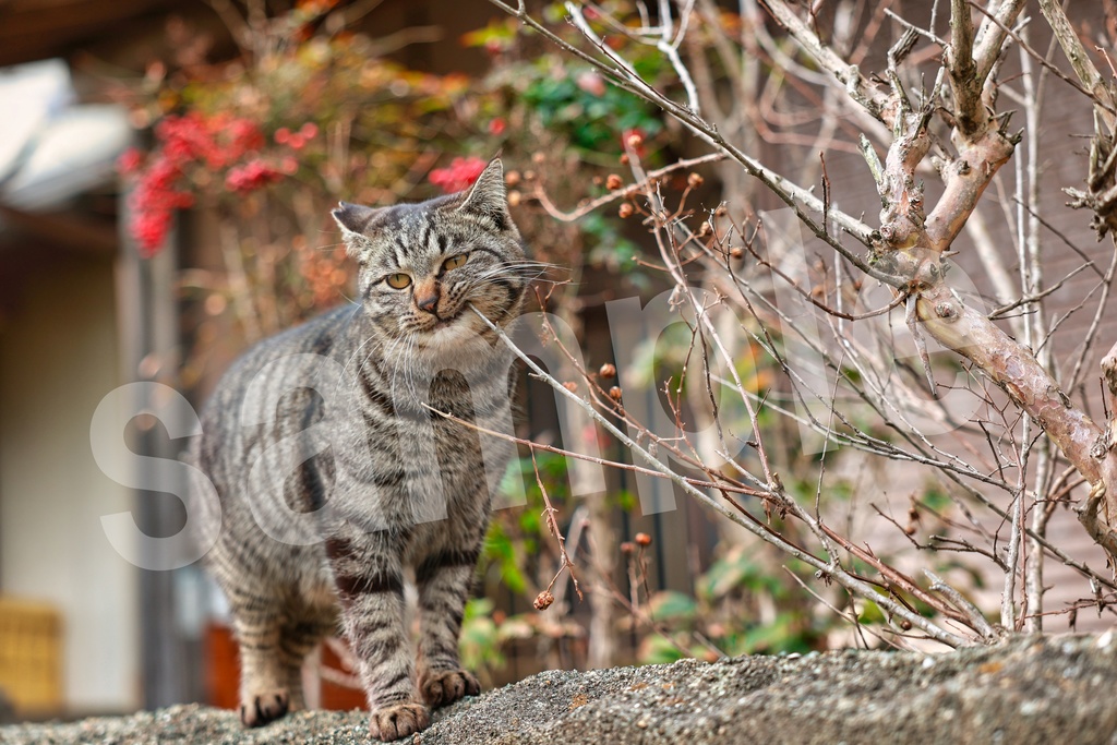 猫の写真57枚セット　商用利用可