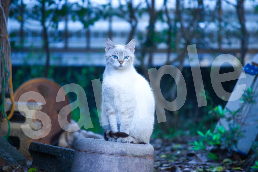 猫の写真57枚セット 商用利用可