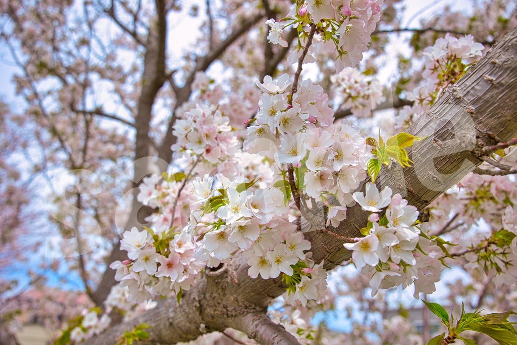 「何かの背景とかに使えそうな写真2」25枚セット 商用利用可