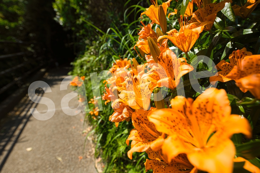 「何かの背景とかに使えそうな写真3」23枚セット 商用利用可