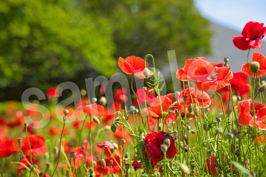 「何かの背景とかに使えそうな写真3」23枚セット 商用利用可