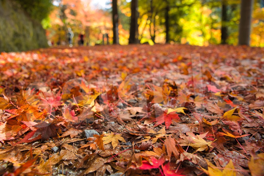 背景に使えるかもしれない紅葉写真35枚セット 商用利用OK