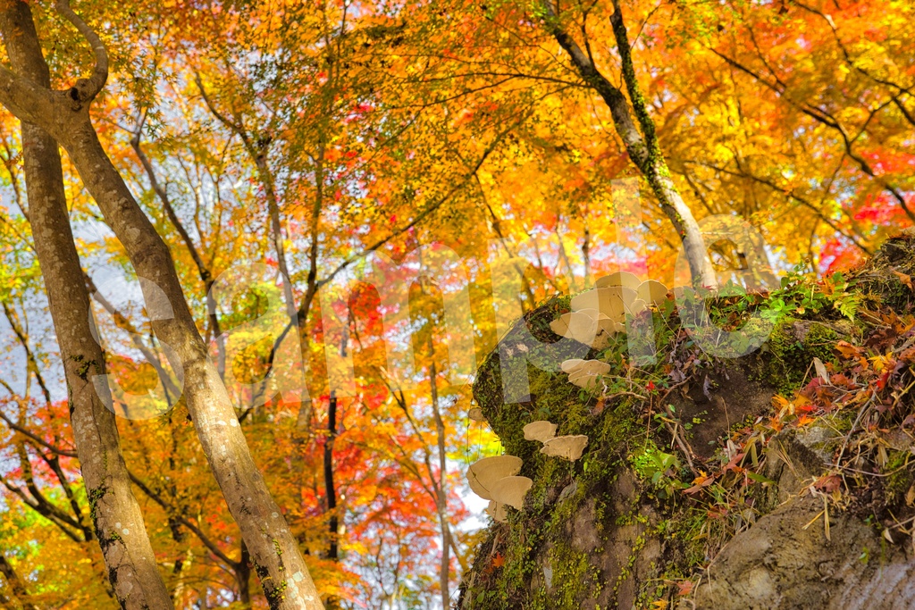 背景に使えるかもしれない紅葉写真35枚セット 商用利用OK