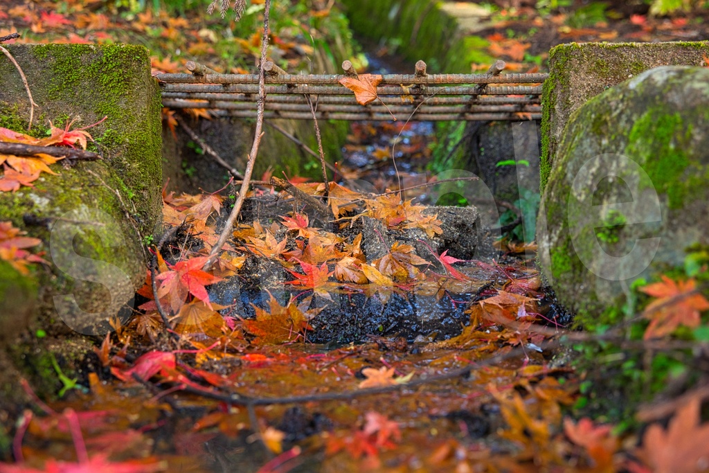 背景に使えるかもしれない紅葉写真35枚セット 商用利用OK