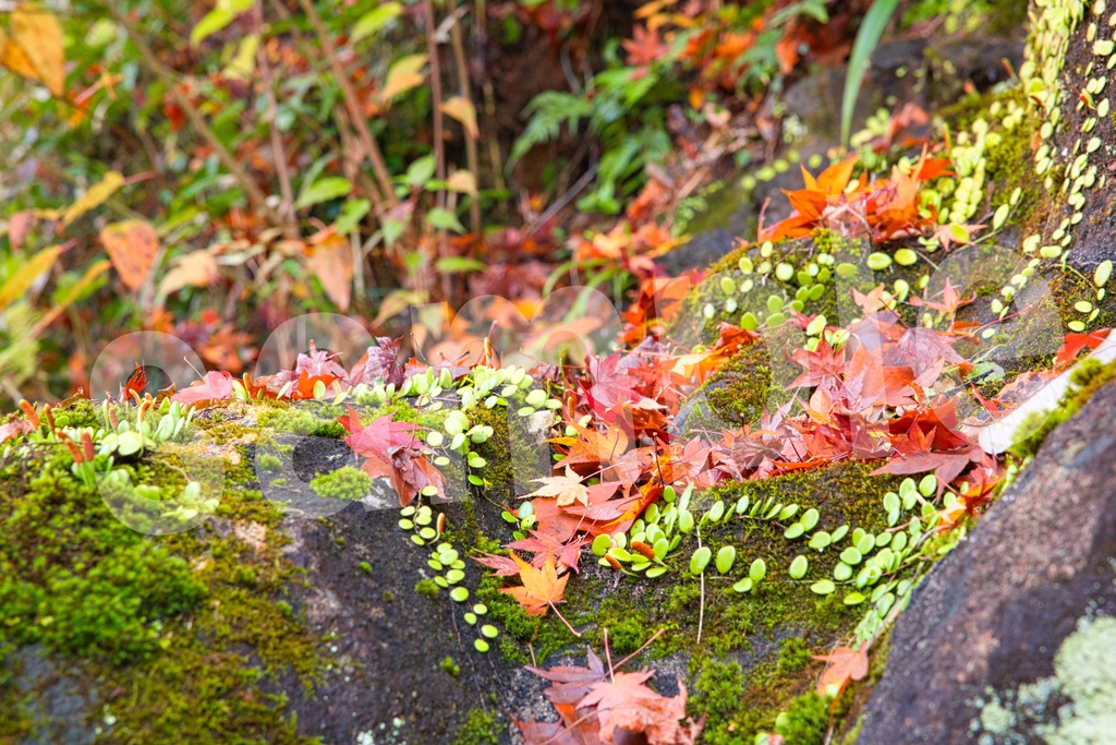 背景に使えるかもしれない紅葉写真35枚セット 商用利用OK