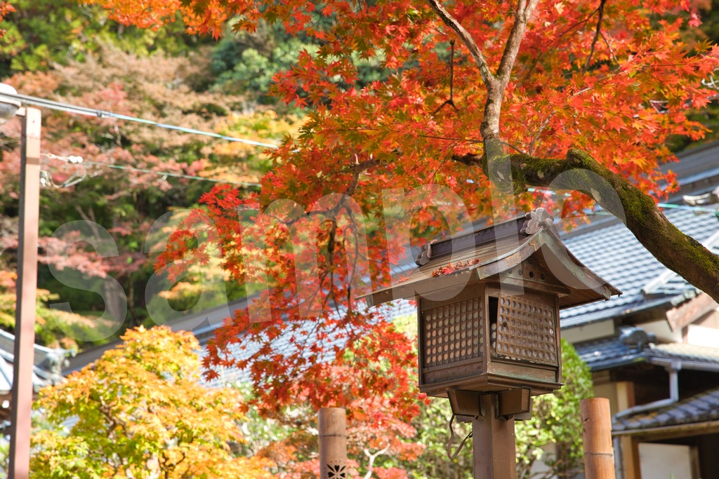 背景に使えるかもしれない紅葉写真35枚セット 商用利用OK