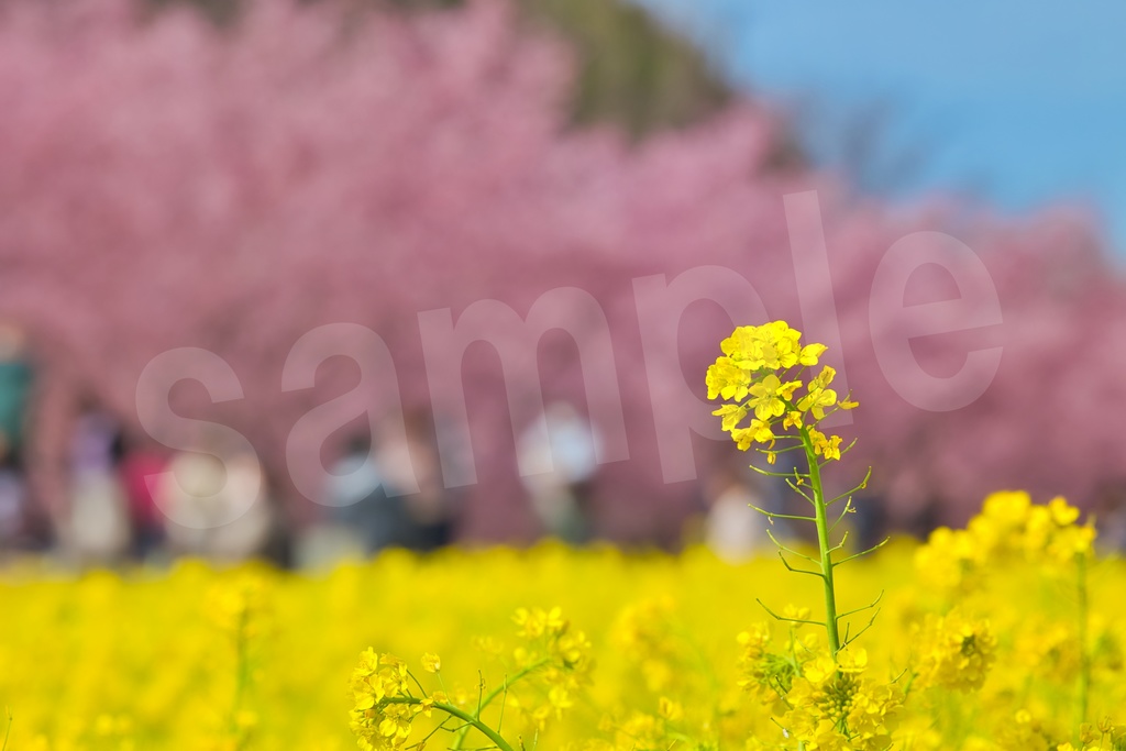 「何かの背景とかに使えそうな春の写真」21枚セット 商用利用可