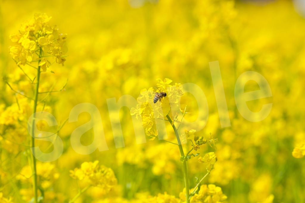 「何かの背景とかに使えそうな春の写真」21枚セット 商用利用可