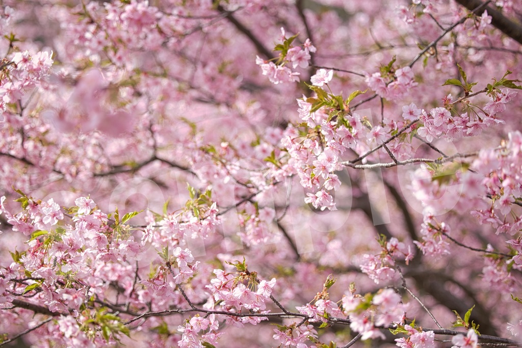 「何かの背景とかに使えそうな春の写真」21枚セット 商用利用可