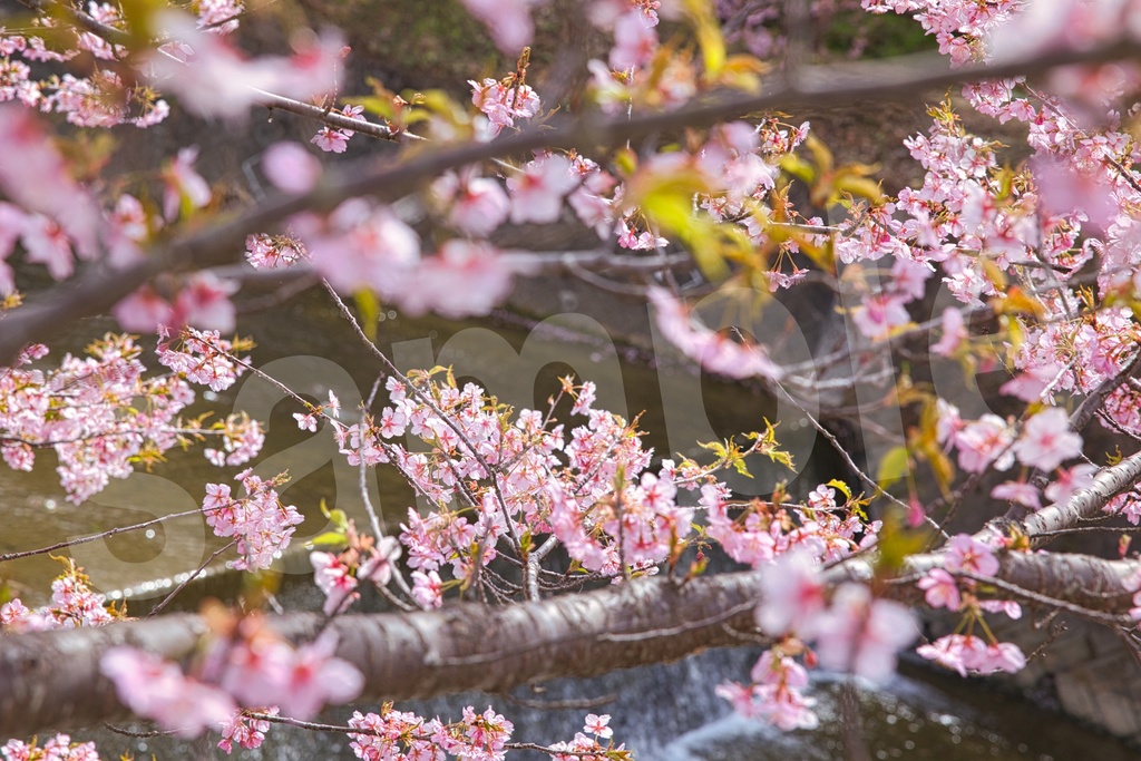 「何かの背景とかに使えそうな春の写真」21枚セット 商用利用可