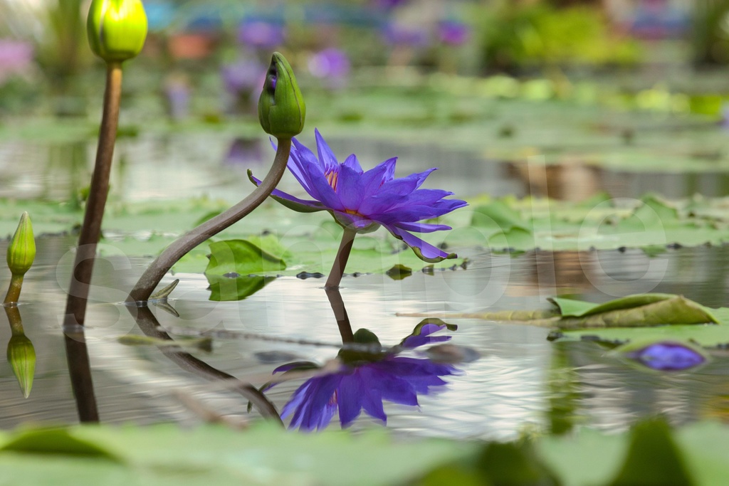 「何かの背景とかに使えそうな写真6」26枚セット 商用利用可