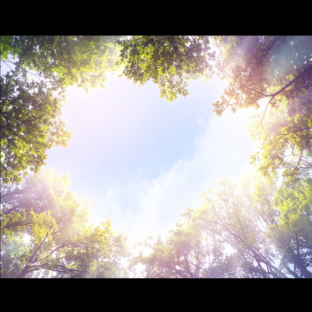 木漏れ日が降り注ぐ初夏の森と青空 (デジタル背景 11点セット)