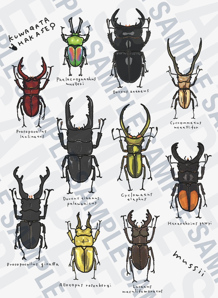 クワガタ博士Tシャツ【大人・カラーT】