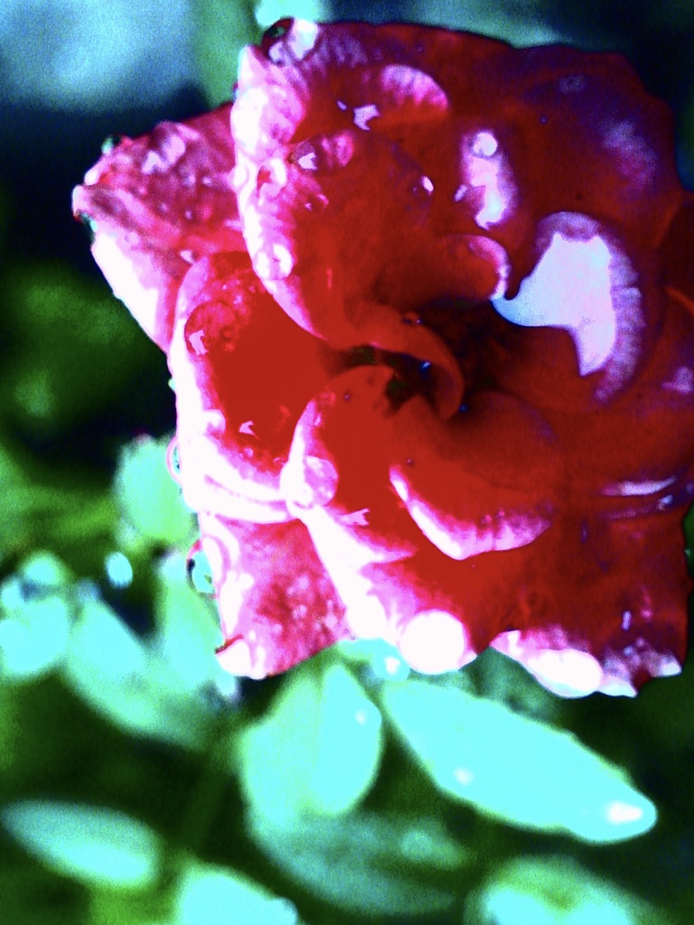 花のアイフォンケース