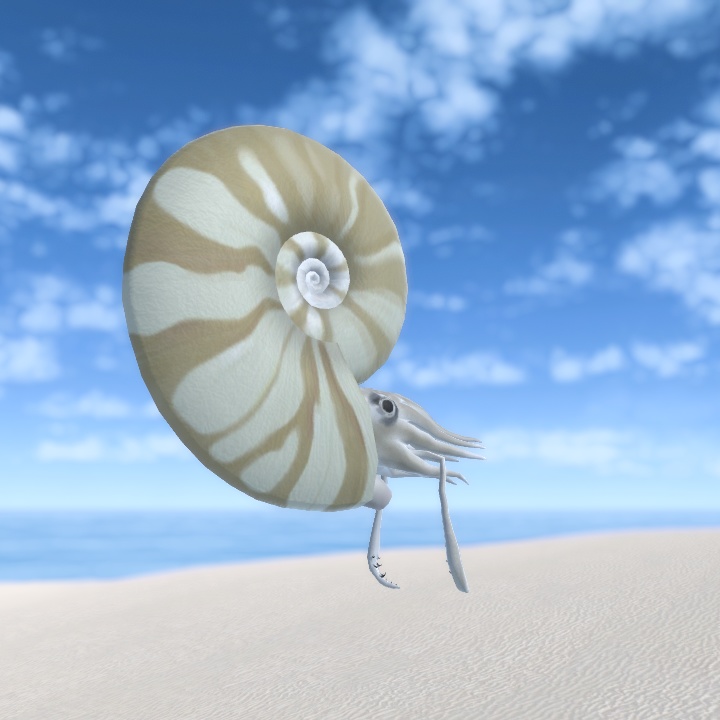 アンモナイト アバター