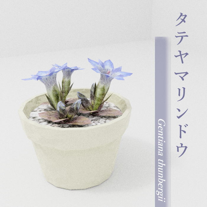 植物3Dモデル タテヤマリンドウ