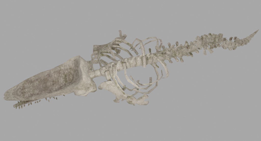 鯨骨(マッコウクジラ) 3Dモデル