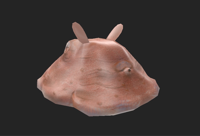 メンダコ 3Dモデル