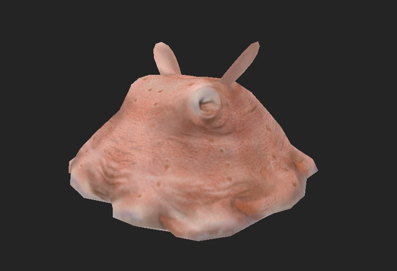 メンダコ 3Dモデル