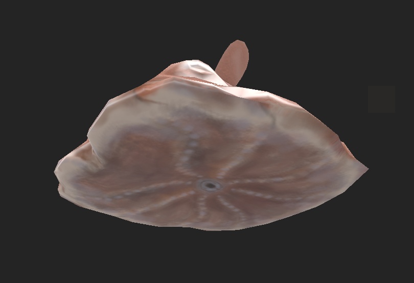 メンダコ 3Dモデル