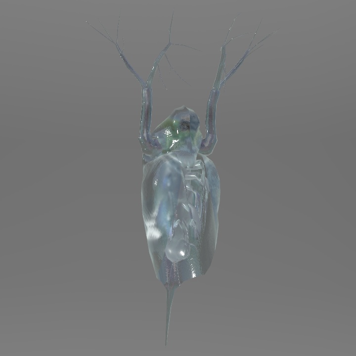 カブトミジンコ アバター