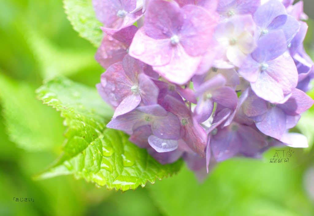 ポストカード「あじさい」